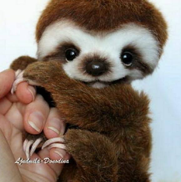 Baby Sloth - Picture 1 of 1